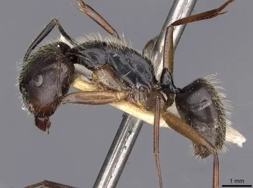 Camponotus lutzi specimen CASENT0909999 image casent0909999_3