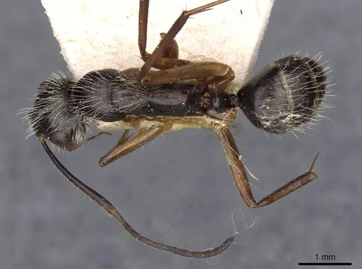 Camponotus lutzi specimen CASENT0910000 image casent0910000_1