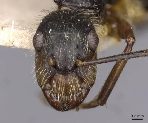 Camponotus lutzi specimen CASENT0910000 image casent0910000_2