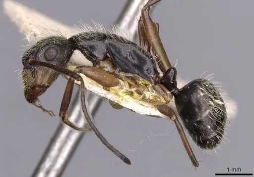 Camponotus lutzi specimen CASENT0910000 image casent0910000_3