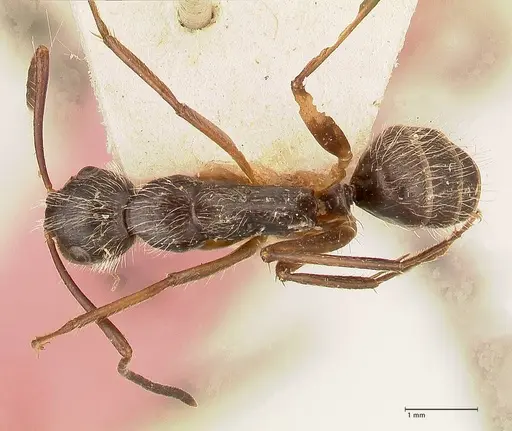 Camponotus lutzi specimen FOCOL0719 image focol0719_1