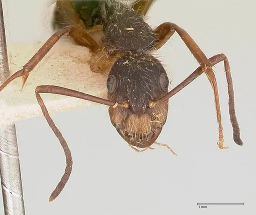 Camponotus lutzi specimen FOCOL0719 image focol0719_2