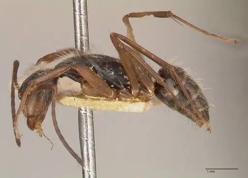 Camponotus lutzi specimen FOCOL0719 image focol0719_3