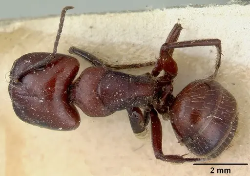 Camponotus macareaveyi specimen CASENT0172138 image casent0172138_1