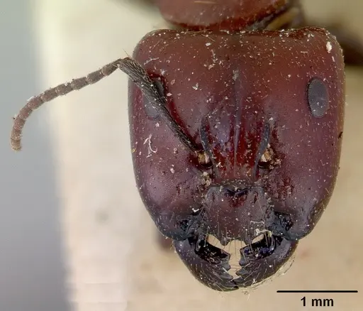 Camponotus macareaveyi specimen CASENT0172138 image casent0172138_2