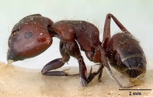 Camponotus macareaveyi specimen CASENT0172138 image casent0172138_3