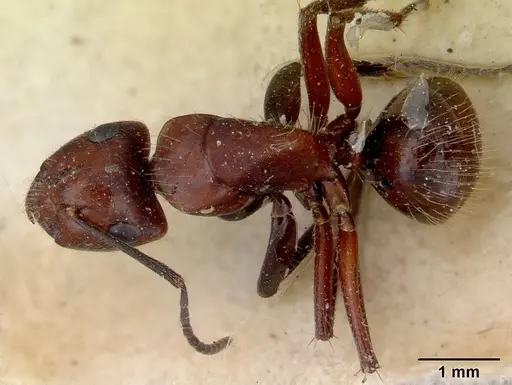 Camponotus macareaveyi specimen CASENT0172139 image casent0172139_1