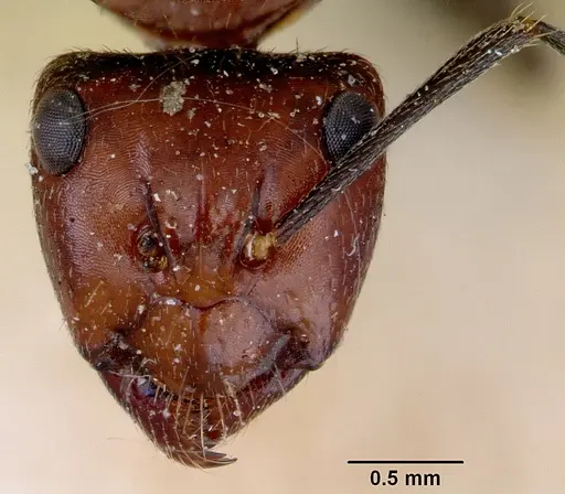 Camponotus macareaveyi specimen CASENT0172139 image casent0172139_2