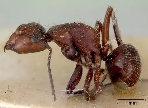 Camponotus macareaveyi specimen CASENT0172139 image casent0172139_3