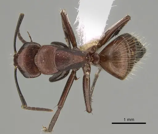 Camponotus macareaveyi specimen CASENT0887699 image casent0887699_1