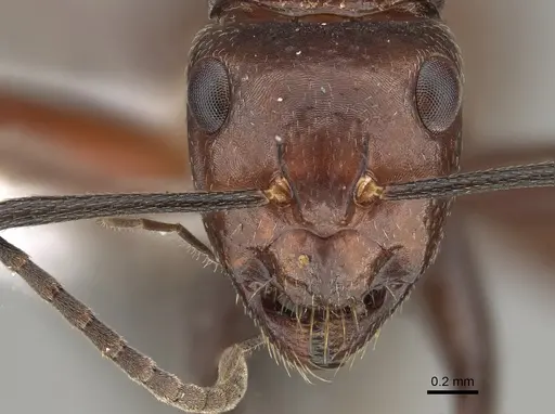 Camponotus macareaveyi specimen CASENT0887699 image casent0887699_2