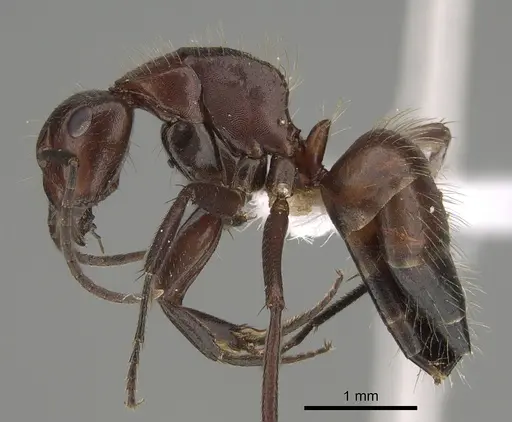 Camponotus macareaveyi specimen CASENT0887699 image casent0887699_3