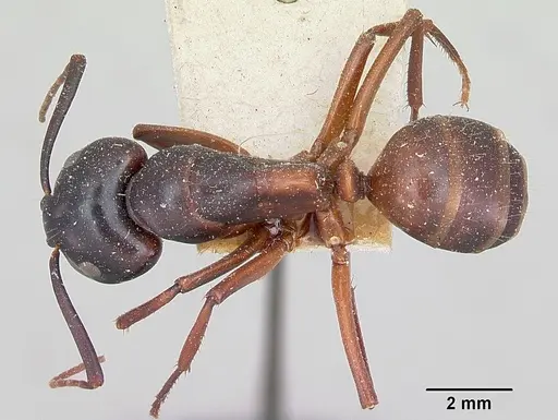 Camponotus maccooki specimen CASENT0103419 image casent0103419_1