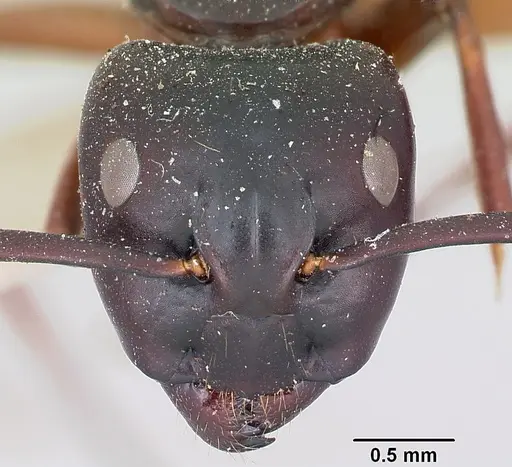 Camponotus maccooki specimen CASENT0103419 image casent0103419_2
