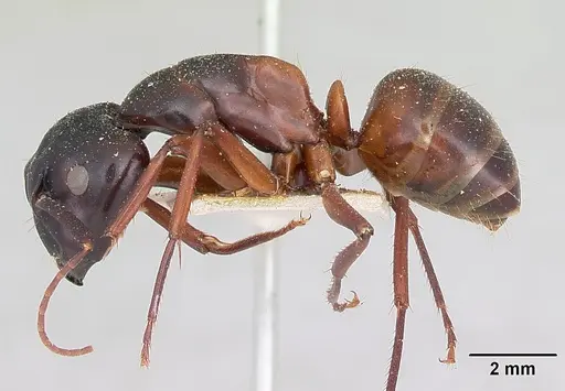 Camponotus maccooki specimen CASENT0103419 image casent0103419_3