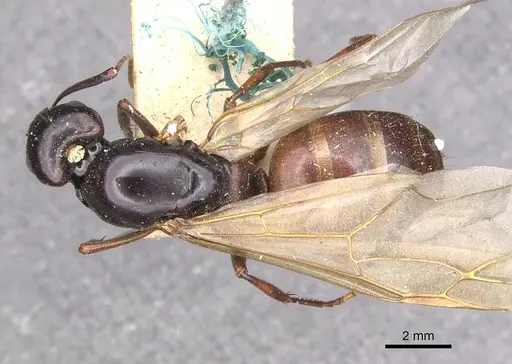 Camponotus maccooki specimen CASENT0909958 image casent0909958_1