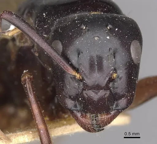 Camponotus maccooki specimen CASENT0909958 image casent0909958_2