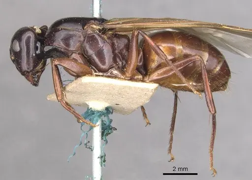 Camponotus maccooki specimen CASENT0909958 image casent0909958_3