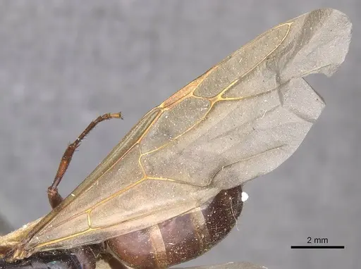 Camponotus maccooki specimen CASENT0909958 image casent0909958_4