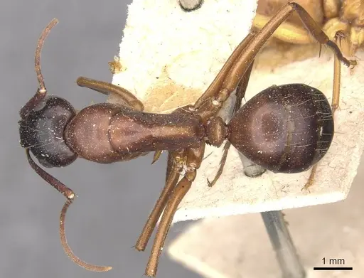 Camponotus maccooki specimen CASENT0909959 image casent0909959_1