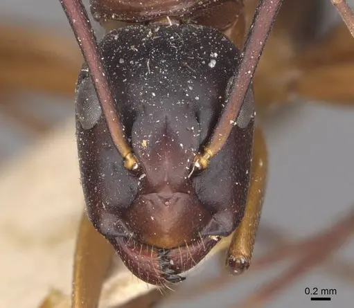 Camponotus maccooki specimen CASENT0909959 image casent0909959_2