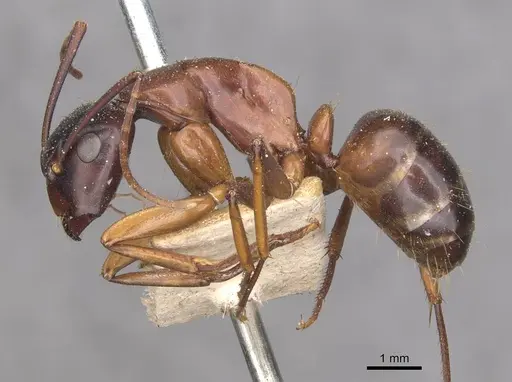 Camponotus maccooki specimen CASENT0909959 image casent0909959_3