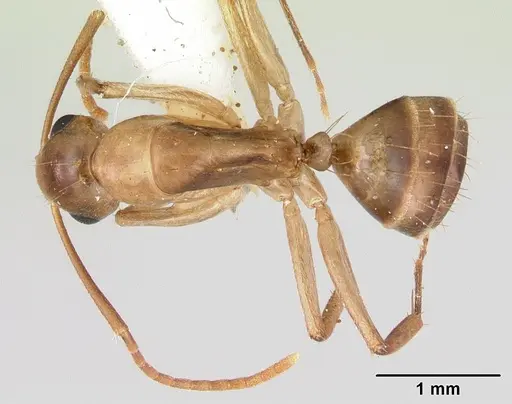 Camponotus macilentus specimen CASENT0173216 image casent0173216_1