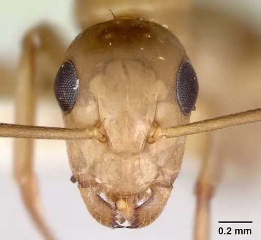 Camponotus macilentus specimen CASENT0173216 image casent0173216_2