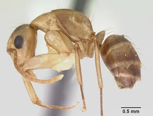 Camponotus macilentus specimen CASENT0173216 image casent0173216_3