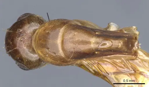 Camponotus macilentus specimen CASENT0903630 image casent0903630_1