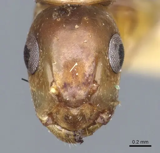 Camponotus macilentus specimen CASENT0903630 image casent0903630_2