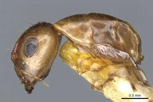 Camponotus macilentus specimen CASENT0903630 image casent0903630_3