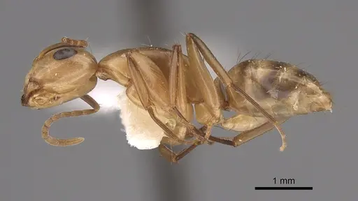 Camponotus macilentus specimen CASENT0923537 image casent0923537_1