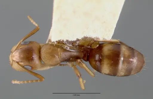 Camponotus macilentus specimen CASTYPE00450-01 image castype00450-01_1