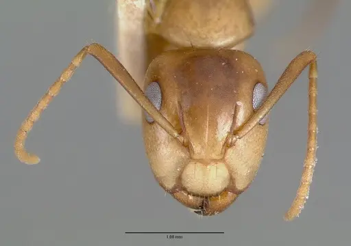 Camponotus macilentus specimen CASTYPE00450-01 image castype00450-01_2