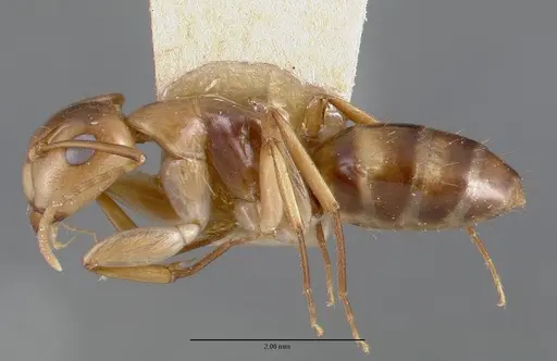 Camponotus macilentus specimen CASTYPE00450-01 image castype00450-01_3
