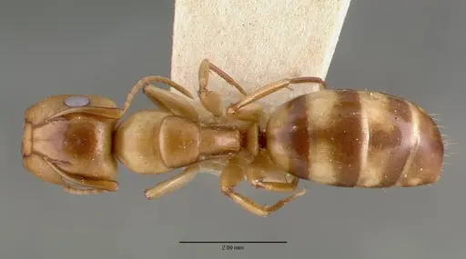 Camponotus macilentus specimen CASTYPE00450-02 image castype00450-02_1