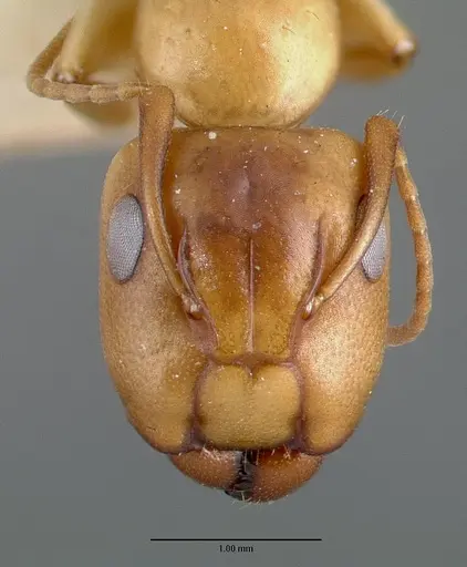 Camponotus macilentus specimen CASTYPE00450-02 image castype00450-02_2