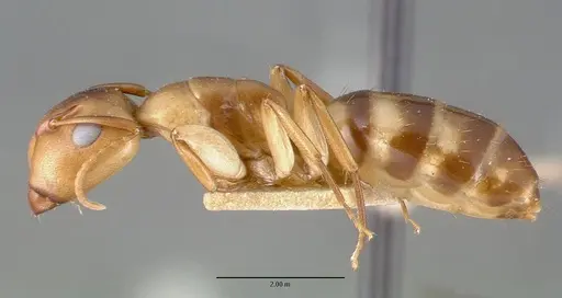 Camponotus macilentus specimen CASTYPE00450-02 image castype00450-02_3