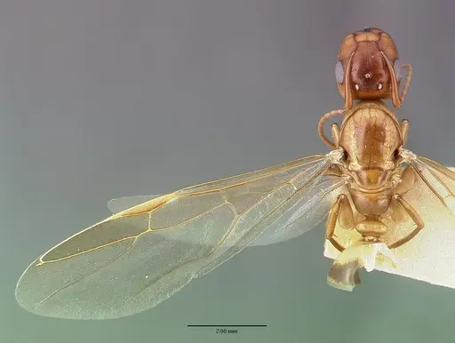 Camponotus macilentus specimen CASTYPE00450-03 image castype00450-03_1
