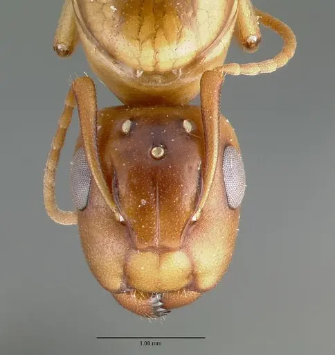 Camponotus macilentus specimen CASTYPE00450-03 image castype00450-03_2