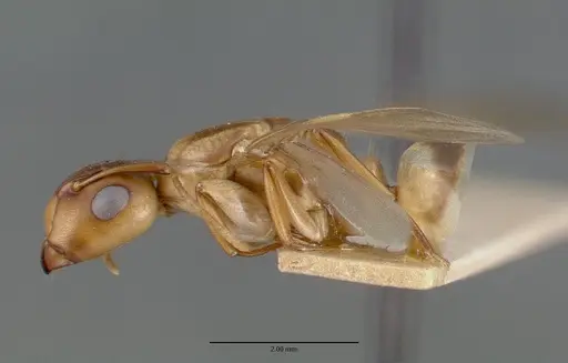 Camponotus macilentus specimen CASTYPE00450-03 image castype00450-03_3