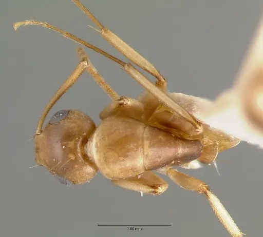 Camponotus macilentus specimen CASTYPE00451-01 image castype00451-01_1