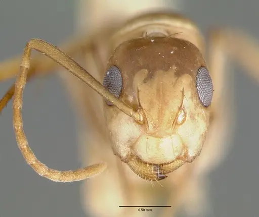 Camponotus macilentus specimen CASTYPE00451-01 image castype00451-01_3