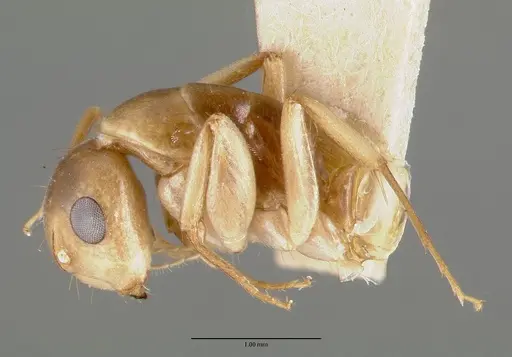 Camponotus macilentus specimen CASTYPE00451-01 image castype00451-01_4