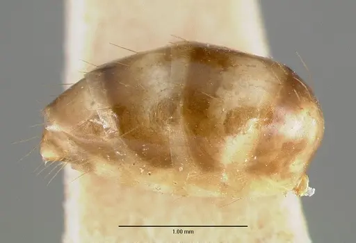 Camponotus macilentus specimen CASTYPE00451-01 image castype00451-01_5