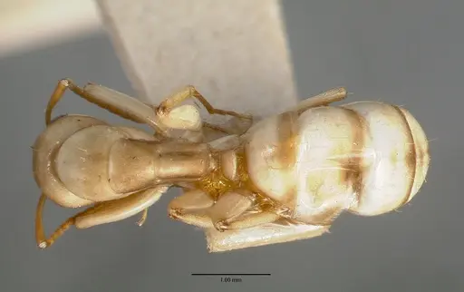 Camponotus macilentus specimen CASTYPE00451-02 image castype00451-02_1