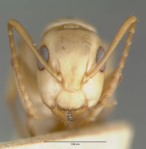 Camponotus macilentus specimen CASTYPE00451-02 image castype00451-02_2