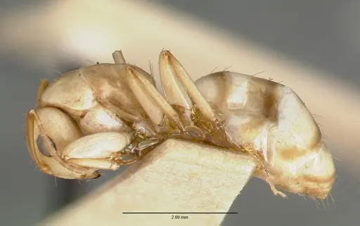 Camponotus macilentus specimen CASTYPE00451-02 image castype00451-02_3