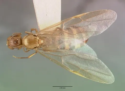 Camponotus macilentus specimen CASTYPE00451-03 image castype00451-03_1
